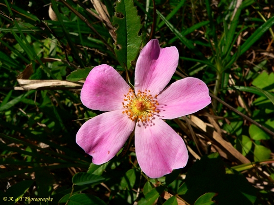 {Rosa carolina}